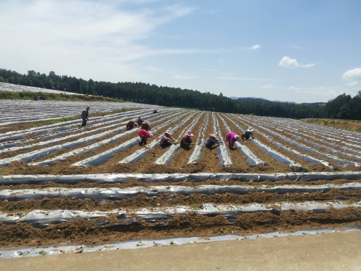 省生態移民局幫助移民村發展雙高紅薯產業,圖為栽種現場。縣生態移民局 供稿.jpg