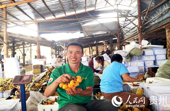 蒙會棋手里，黃橙橙的果實色澤誘人。人民網(wǎng)記者 王秀芳攝