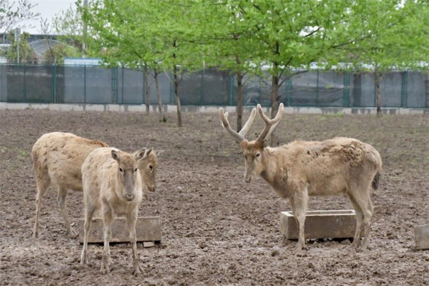 洞庭湖麋鹿苑中的麋鹿們。何佳麗攝