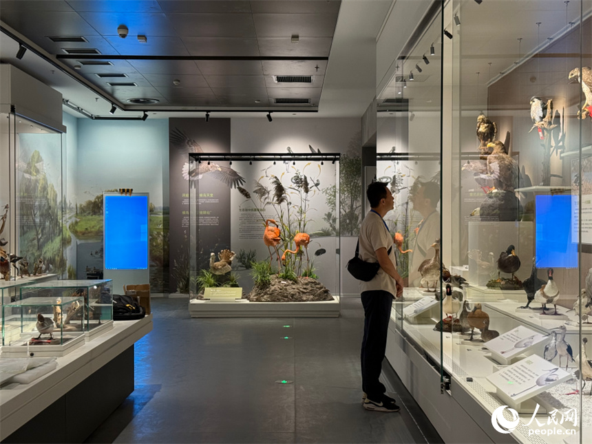 洞庭湖博物館煥新開館。人民網記者 吳茜薇攝