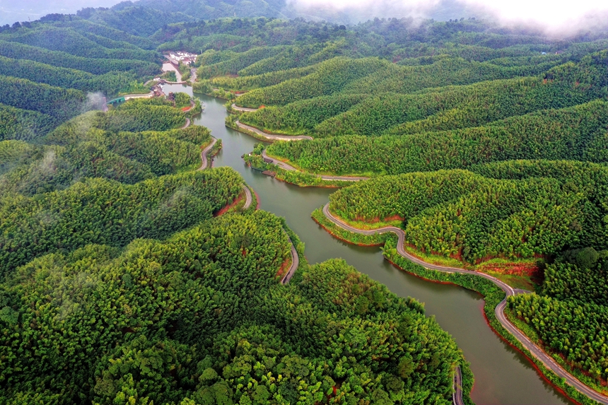 赤水竹海國家森林公園。王懷茂攝