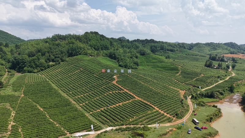 金塵茶園。