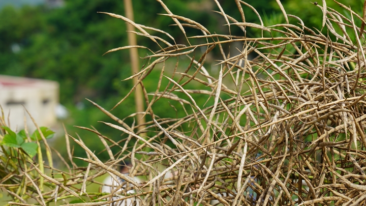 油菜莢（陳敏攝）.JPG