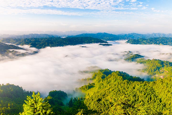 飛鴿云海。王慶攝