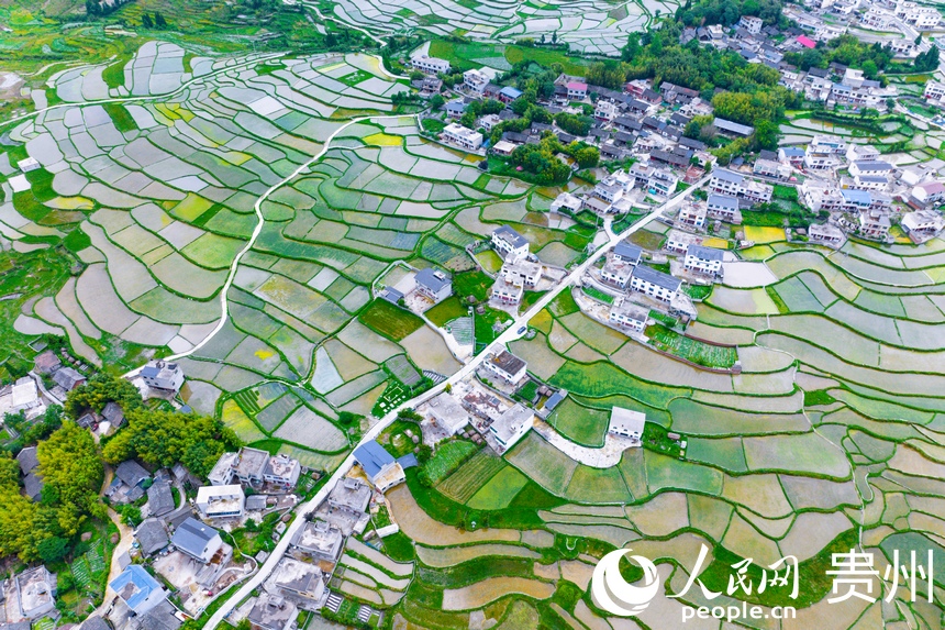 航拍貴陽市花溪區高坡苗族鄉梯田。人民網記者 涂敏攝