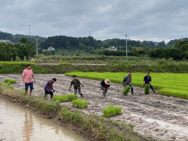 在育秧田里,農民們將長勢喜人的秧苗移出并整理。