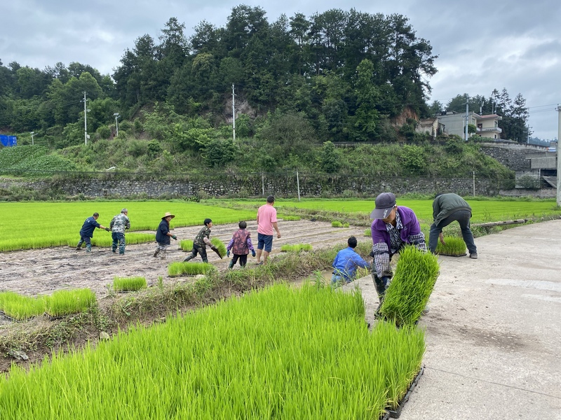 在育秧田里,農民們將長勢喜人的秧苗移出并整理。
