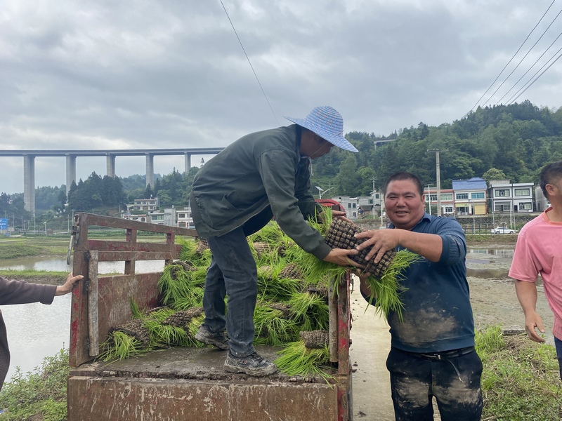 農民正在搬移秧盤。