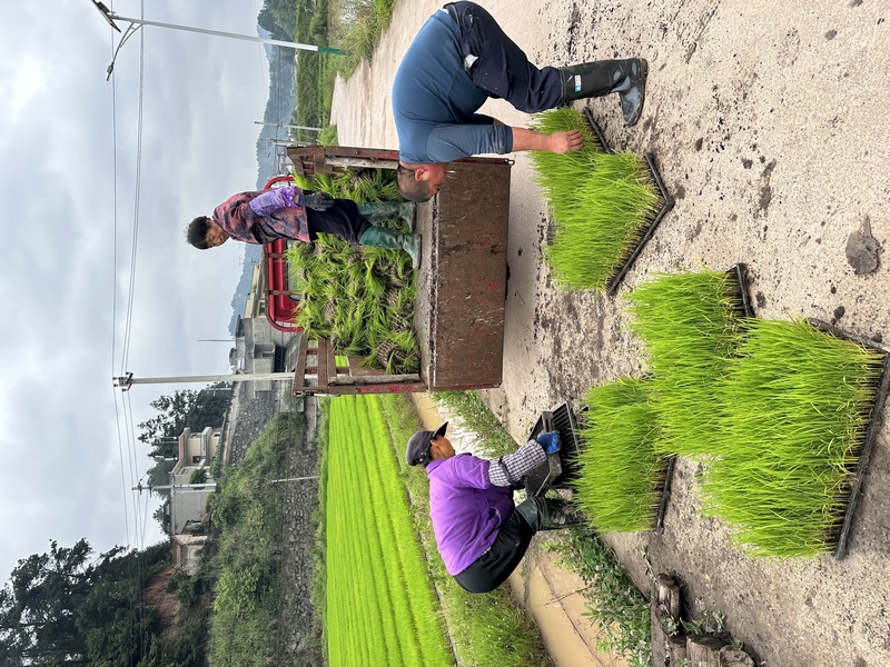 農民正在搬移秧盤。