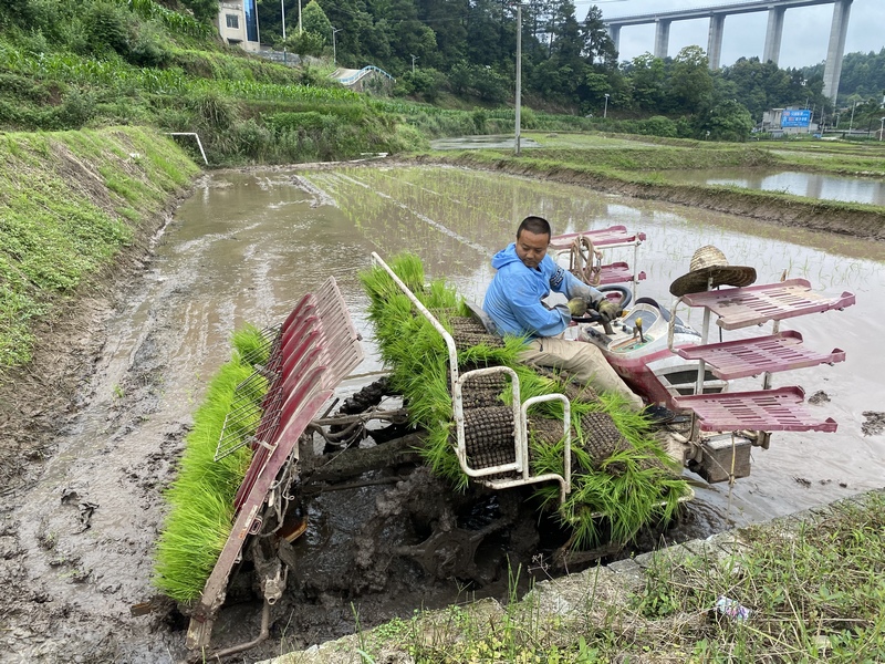 插秧機將一株株嫩綠的秧苗精準、整齊地“摁”進泥土里。