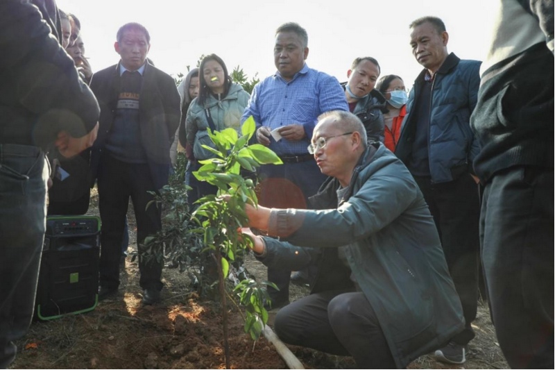 吳傳明在田間做技術指導。