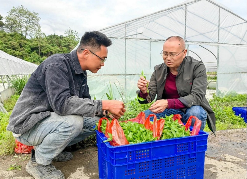 吳傳明在田間做技術指導。