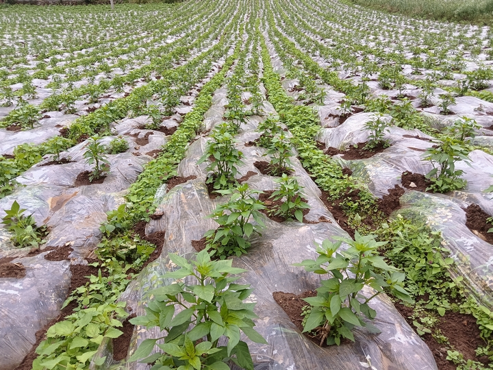 3赫章縣羅州鎮(zhèn)海源村辣椒苗長(zhǎng)勢(shì)茂盛 江雪 攝.jpg