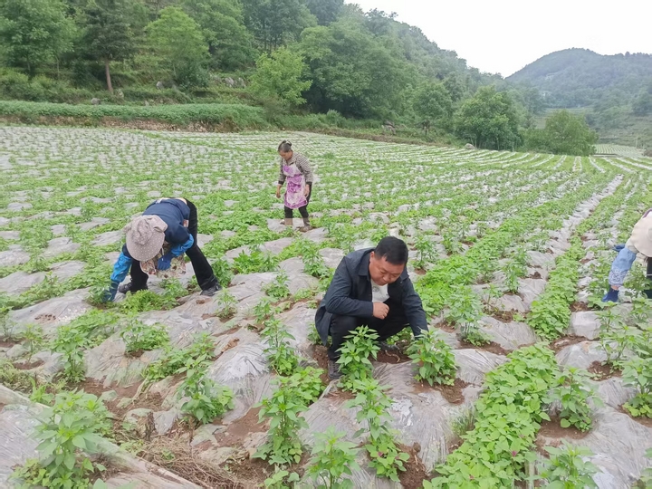 1赫章縣羅州鎮(zhèn)海源村村民正在給辣椒苗除草 江雪 攝.jpg