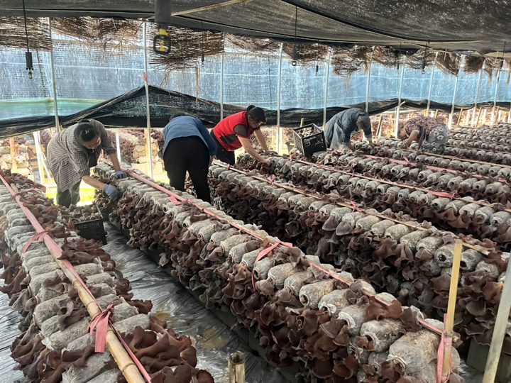 黃背木耳產業蓬勃發展。