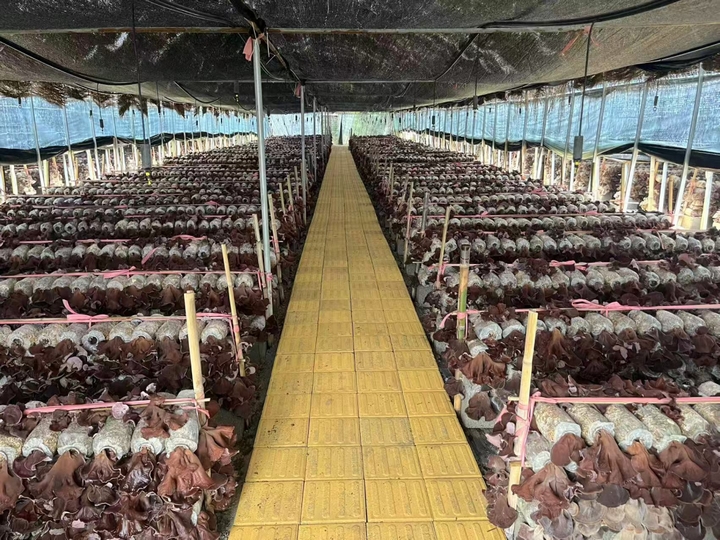 黃背木耳產業蓬勃發展。