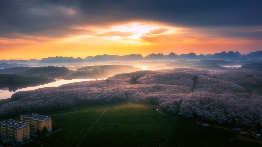 萬畝櫻花園。朱文魚攝