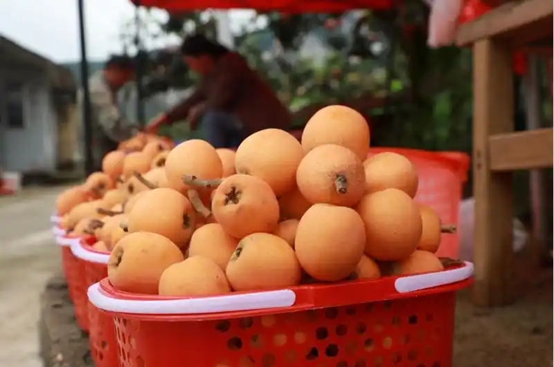 織金縣自強鄉山口村五星枇杷。