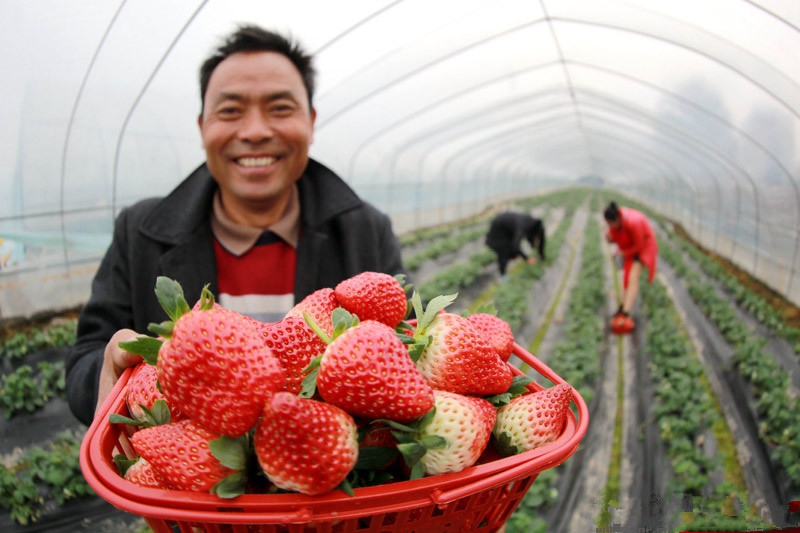 織金縣貓場鎮龍潭社區草莓采收。