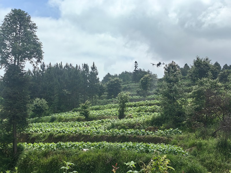 無人機噴灑農藥。