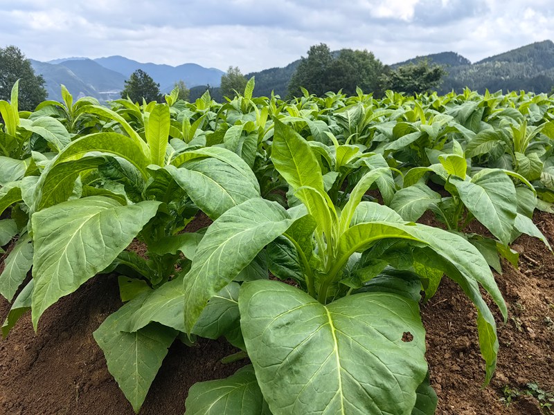 寬坪鄉的和平村廖家山烤煙種植基地。