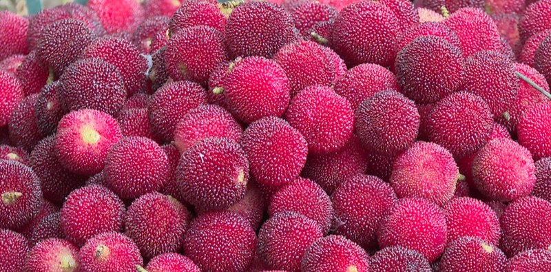 普定縣馬場鎮的楊梅迎來豐收季。