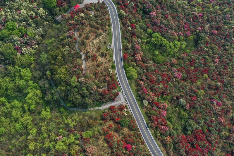 百里杜鵑風(fēng)景名勝區(qū)。