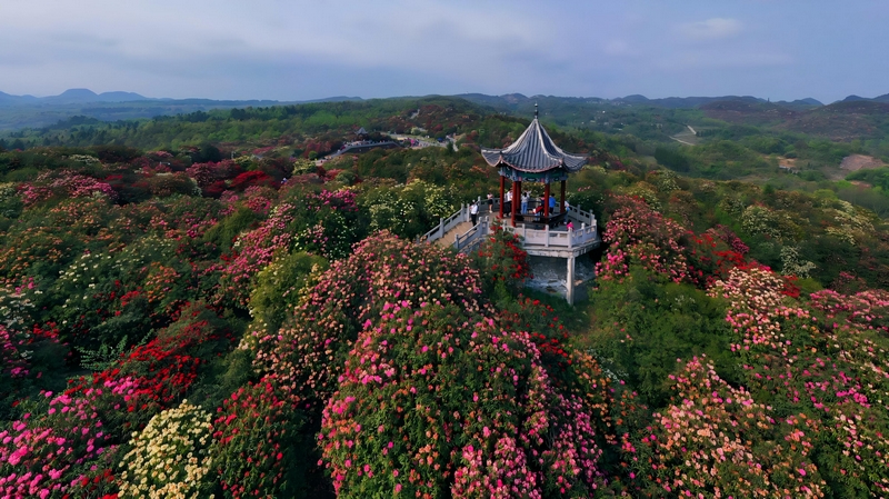 百里杜鵑風(fēng)景名勝區(qū)。