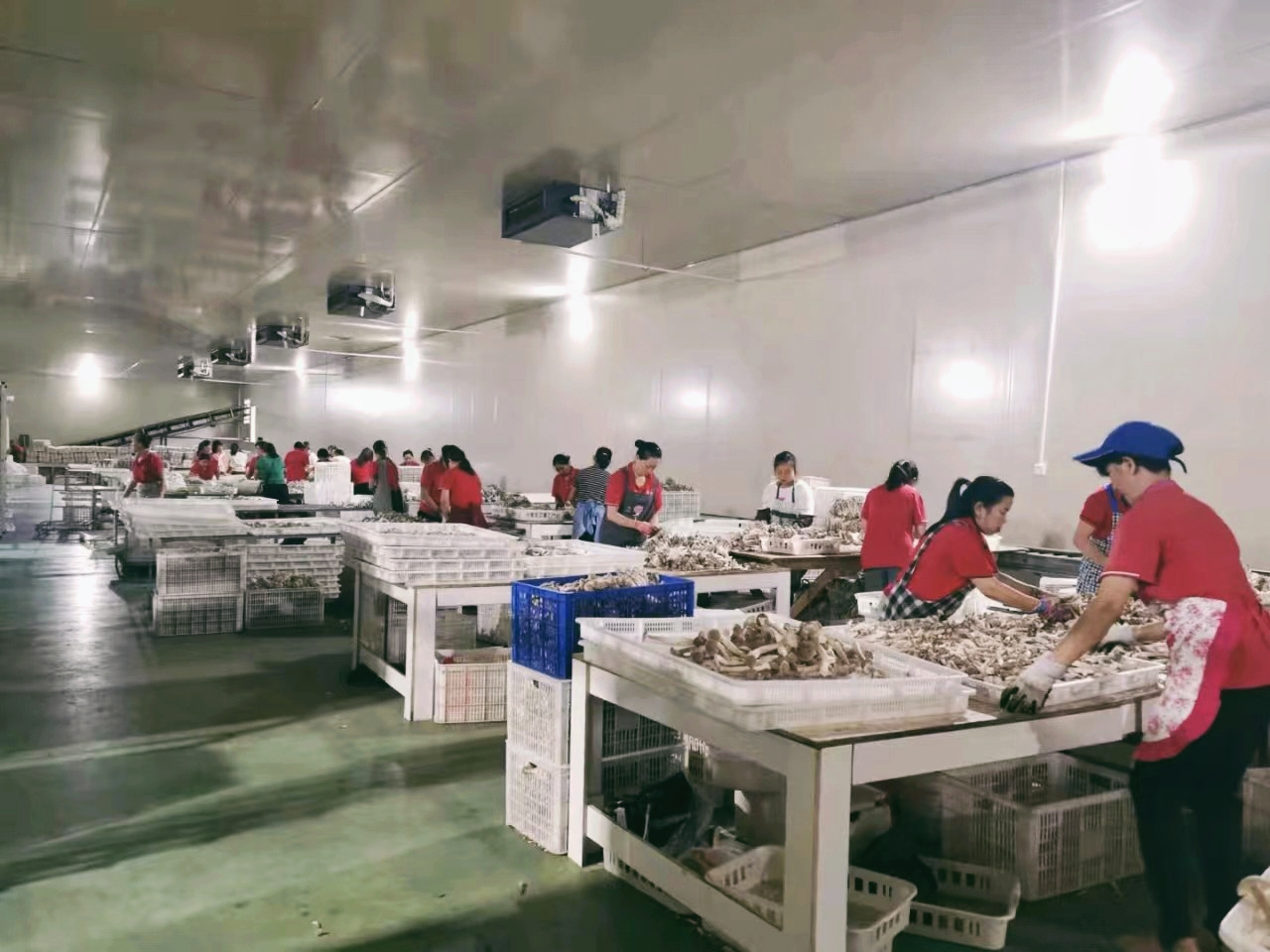 農行貴陽分行支持的貴州電商云食用菌分揀車間。