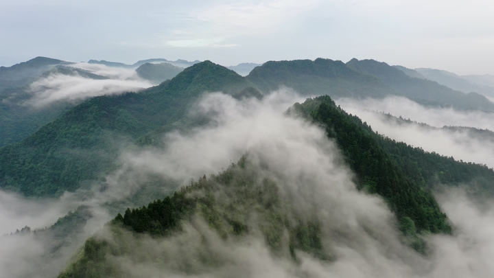 1、習水大坡飛鴿林場,云霧繚繞山巒間,森林茂密成天然避暑氧吧 。習水縣融媒體中心供圖.jpg