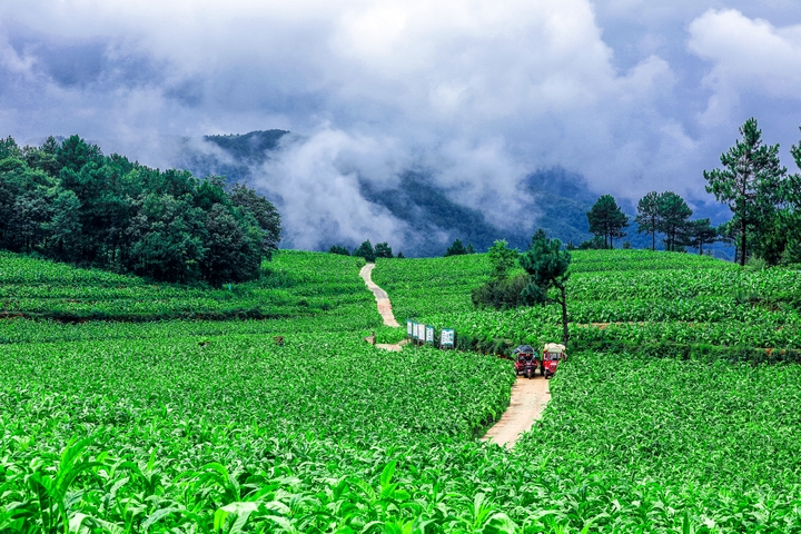 圖片為威寧縣麻乍鎮玉角村優渥的生態環境賦予畢納1號(右)獨特醇香。