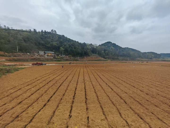 圖為土地整理期施用炭基肥場景。