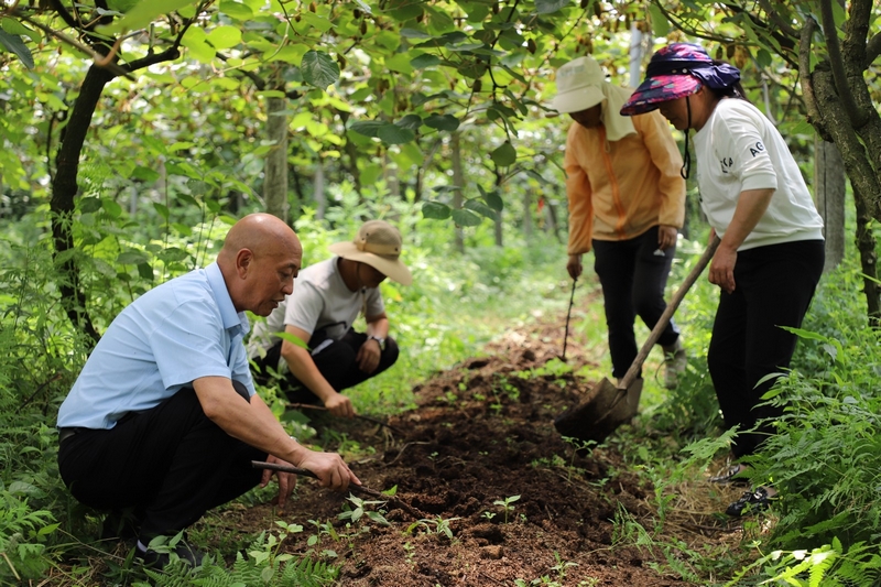 獼猴桃林下養蚯蚓 生態與發展雙贏。
