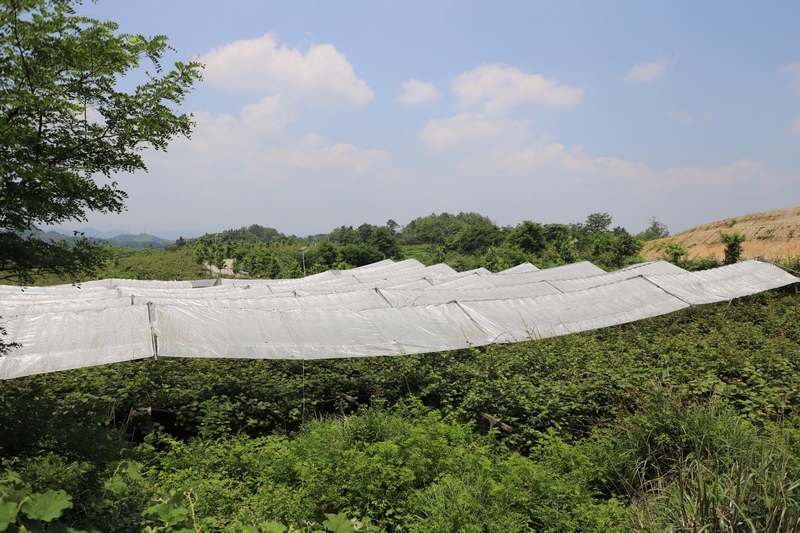 獼猴桃林下養蚯蚓 生態與發展雙贏。