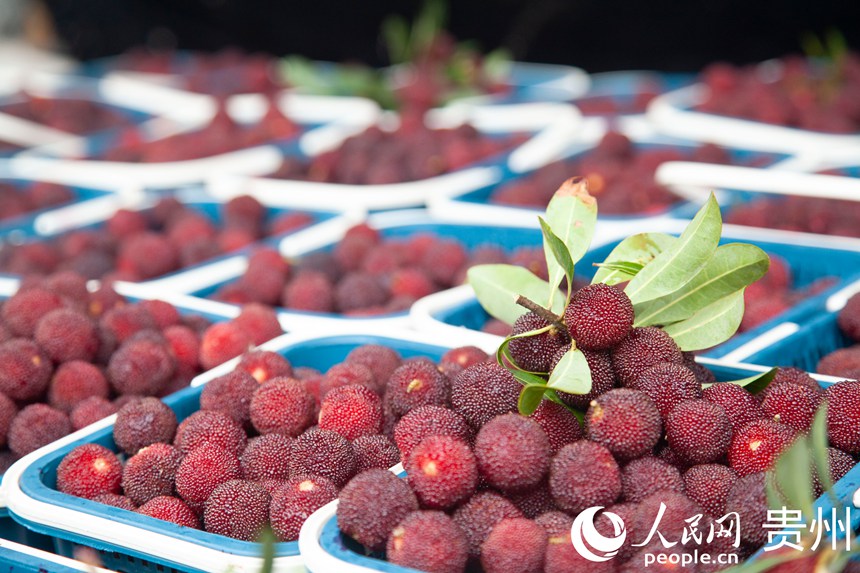 阿栗村楊梅進入采摘期。人民網 龍章榆攝