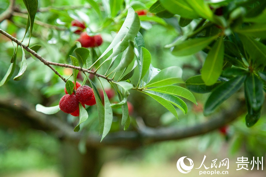 阿栗村楊梅進入采摘期。人民網 龍章榆攝