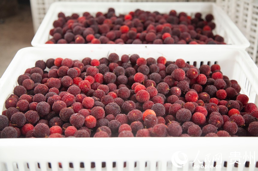 阿栗村楊梅進入采摘期。人民網 龍章榆攝