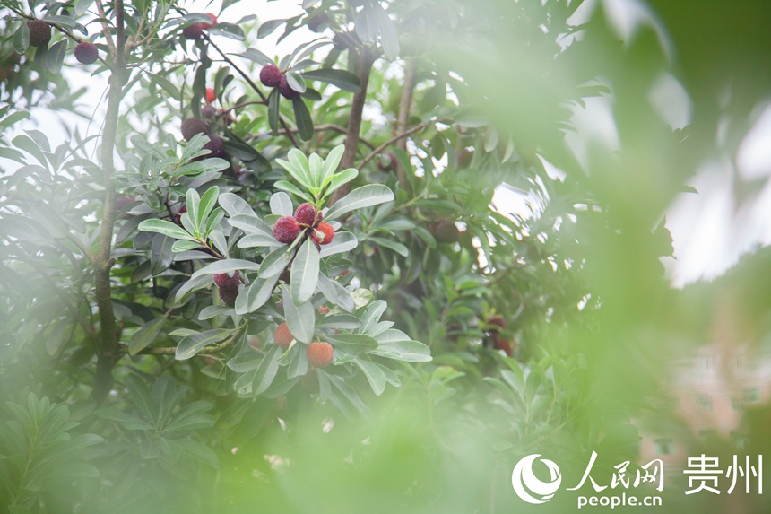 阿栗村楊梅進入采摘期。人民網 龍章榆攝