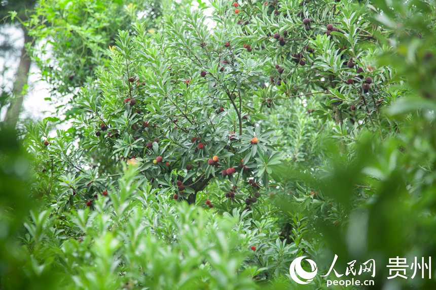 阿栗村楊梅進入采摘期。人民網 龍章榆攝