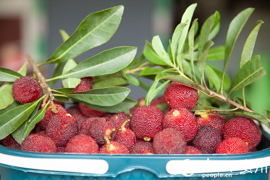 阿栗村楊梅進入采摘期。人民網 龍章榆攝