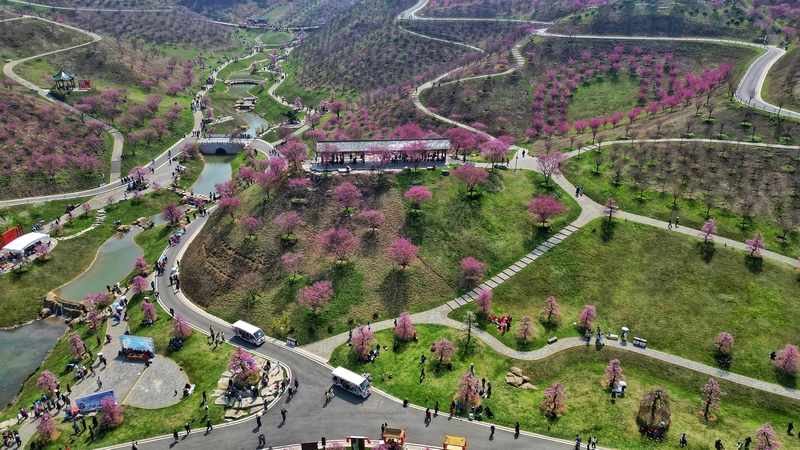 貴州梅園迎賞花客流高峰。石照昌攝