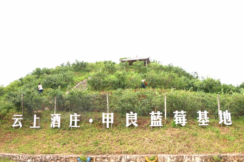 甲良藍(lán)莓基地。