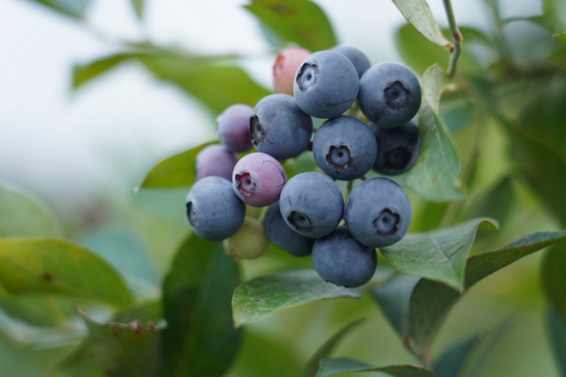 漫山藍莓掛滿枝。