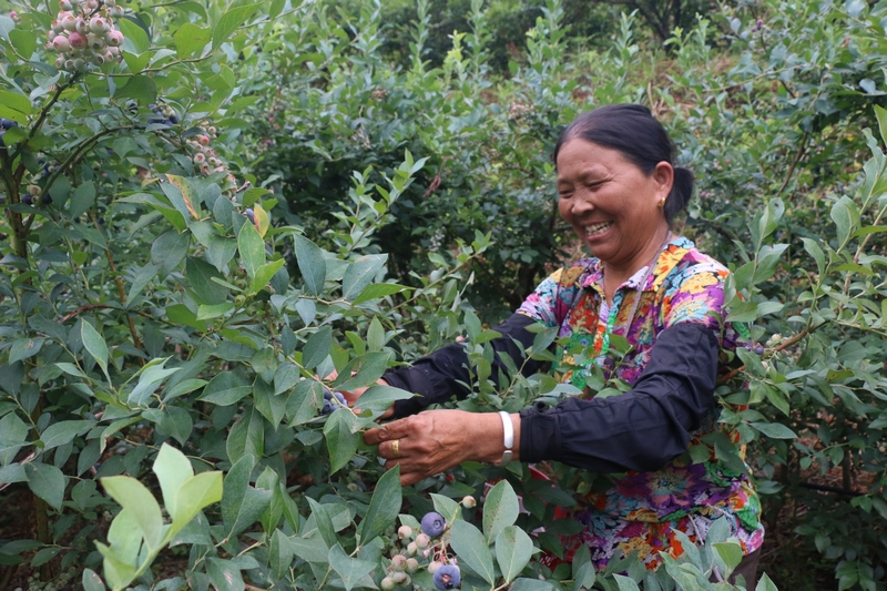 工人笑摘藍莓。