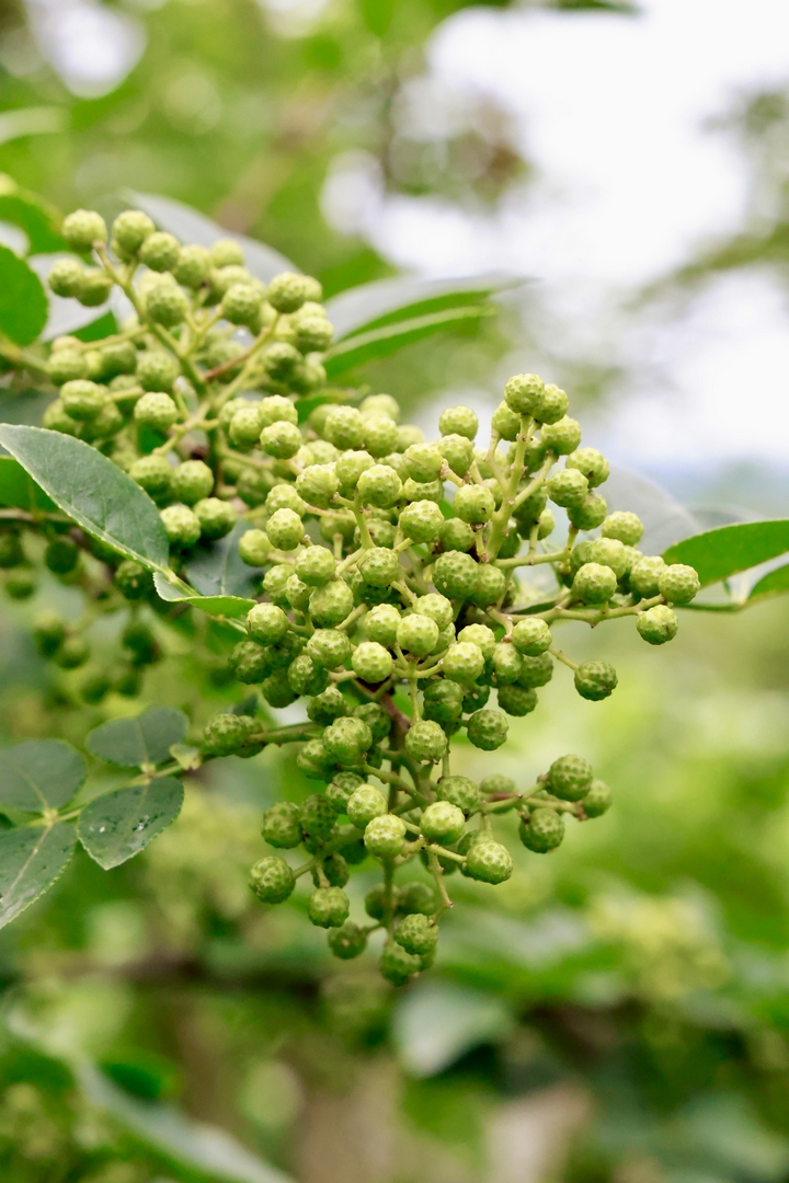 椒香四溢綠滿枝。