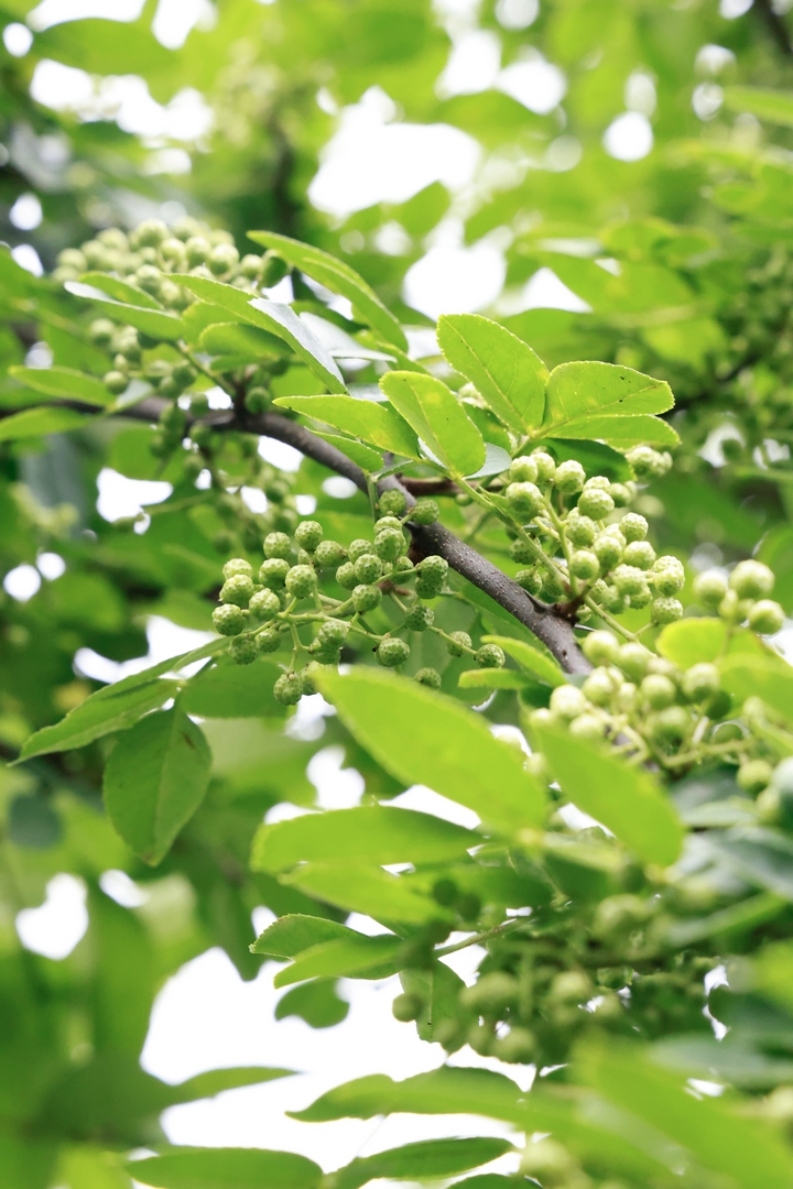 椒香四溢綠滿枝。