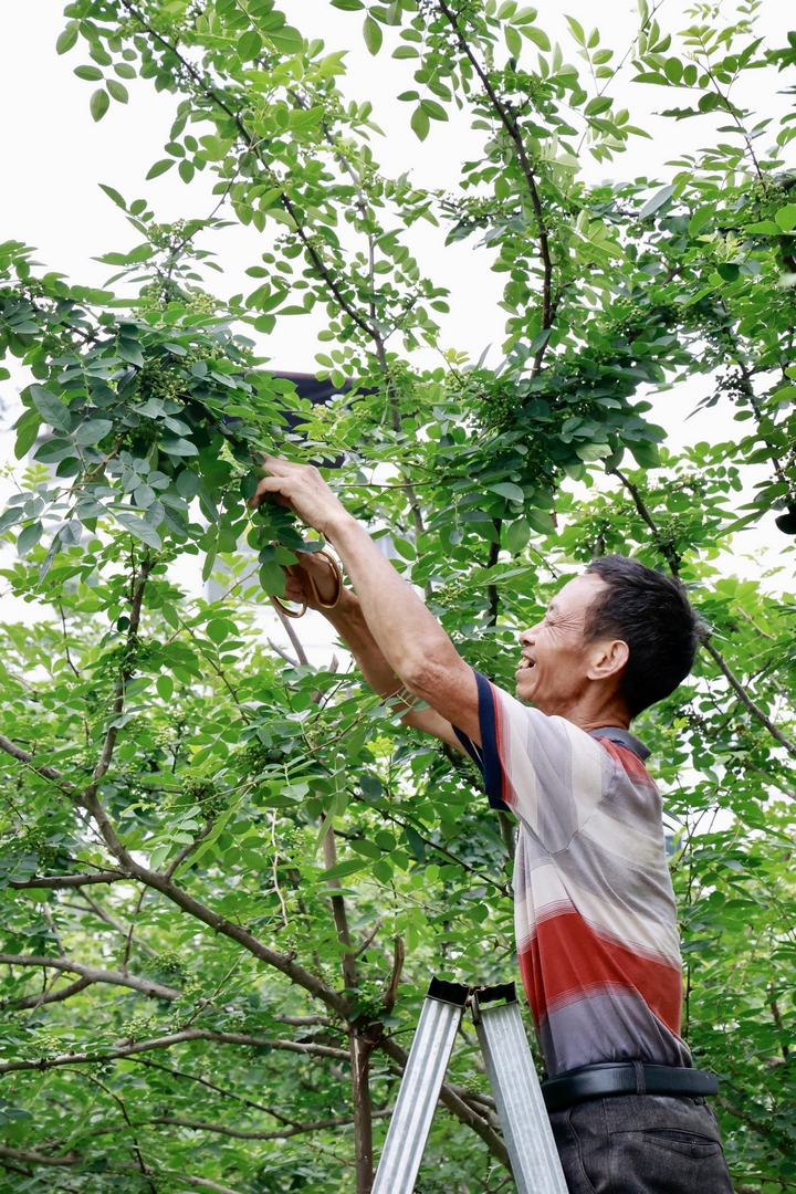 椒香四溢綠滿枝。