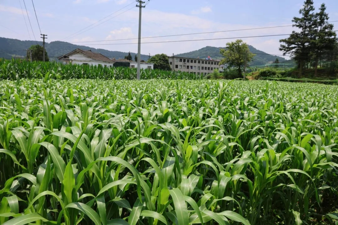 堰坪村高粱長(zhǎng)勢(shì)良好.webp.jpg