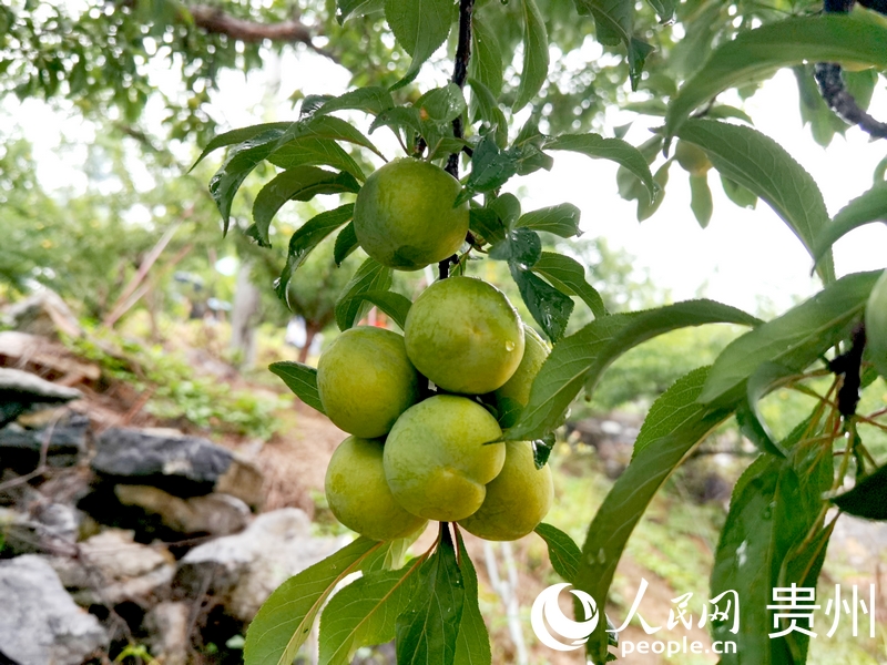 沉甸甸的果實(shí)綴在枝頭。人民網(wǎng)記者 王秀芳攝