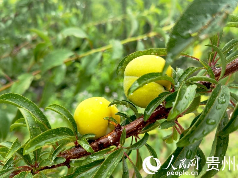 色澤金黃的蜂糖李。人民網(wǎng)記者 王秀芳攝